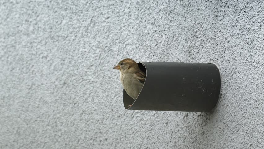A close-up shot of a common house sparrow (Passer domesticus) perched inside the end of a black metal ventilation pipe. After a brief pause, the bird launches into action, taking off to the left against a textured white facade.
