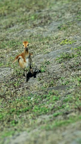 Precious Sandhill Crane Colt Flight Training Happy Running 