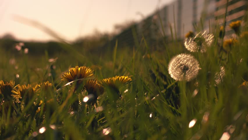 Solitary dandelion flower in spring meadow medium 4k slow motion shot selective focus