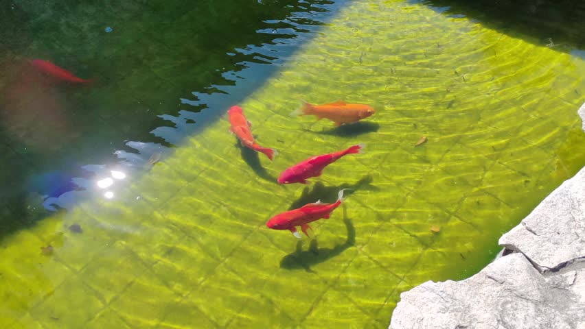 Fish of various colors swim in a fountain.
