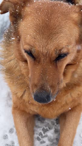 Portrait of Shepherd mix dog lying peacefully in deep snowdrifts while soft snowflakes fall around