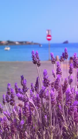 Purple flowers by the water, boats pass. vertical video