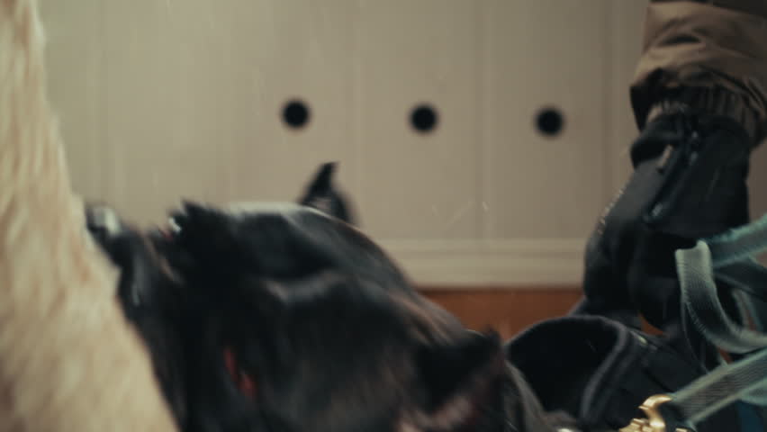 Aggressive barking dog shows dangerous teeth. Combat dog, Angry Animal hard attack head detail, Barking at a person on camera, security Fighting dogs