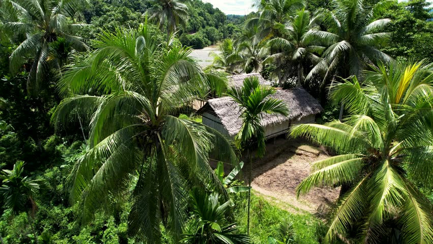 Aerial view of traditional thatched houses nestled among lush palm trees and dense tropical jungle greenery in Wewak, East Sepik Province, Papua New Guinea.