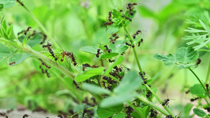 Ants move across green plant stems. They crawl over leaves and twigs