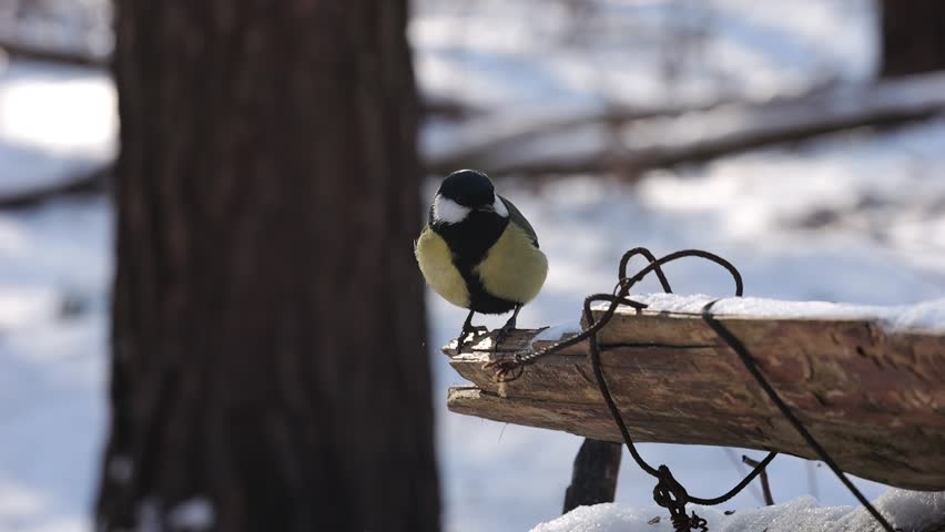 Cute tit bird sitting on feeding trough at snowy forest. Curious tomtit jumping on wood feeder at sunny snow woodland. The scene captures care for wildlife and harmony of nature Slow motion