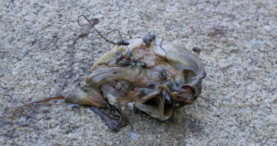 A close-up look at a rare animal discovery showcasing its unique features and details.