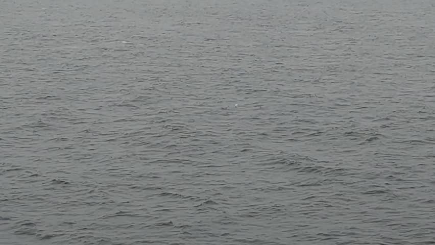 Two Seagulls Flying Together Over Foggy Gray Sea