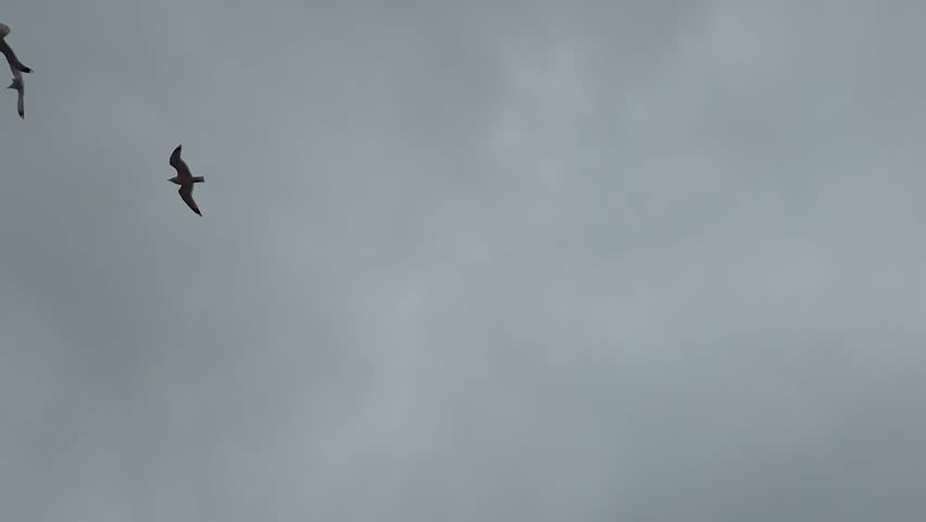 Two Seagulls Fighting in Flight Against Overcast Gray Sky