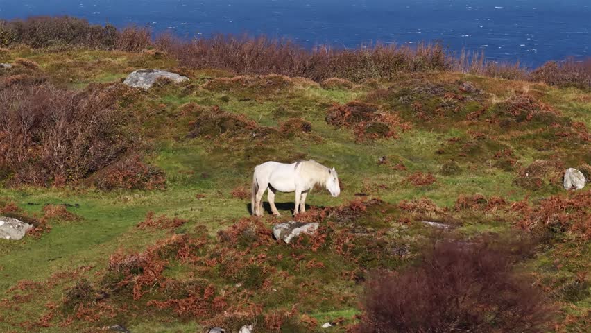 White horse on a hill in Ireland