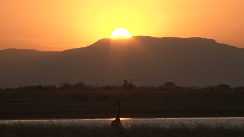 giraffe drinking with sunset 1
