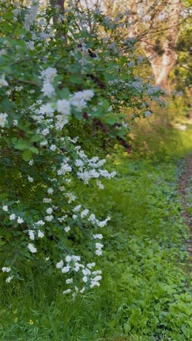 A winding dirt path disappears into a sun-dappled forest, bordered by vibrant green ground cover and trees adorned with delicate white blossoms