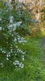 A winding dirt path disappears into a sun-dappled forest, bordered by vibrant green ground cover and trees adorned with delicate white blossoms - Powered by Shutterstock - Get 15% off with code: PIKWIZARD15