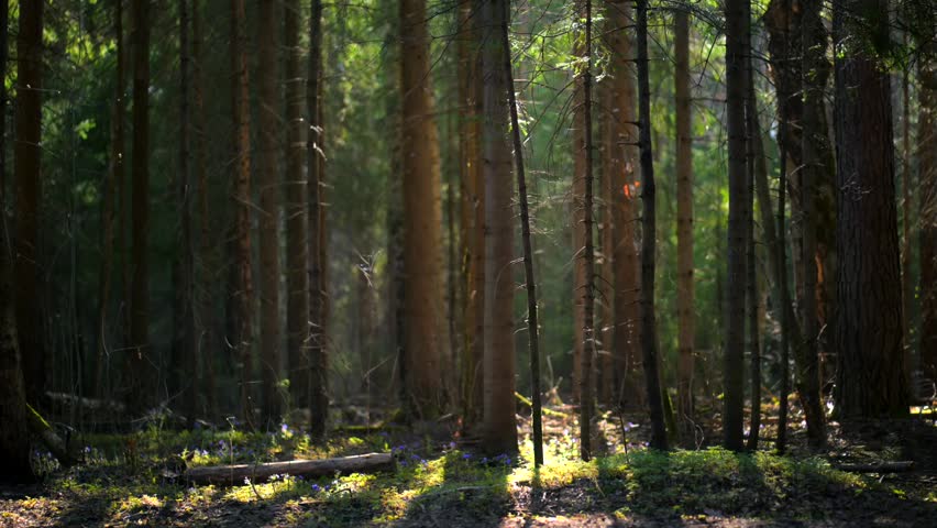 Gorgeous sunny old and mystical forest during spring time with sun shining through tall and large pine trees.