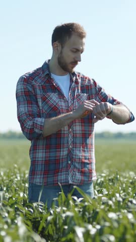 A man is checking the time on his watch while standing in a vast, green agricultural field