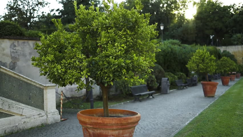 Potted decorative trees along a stone pathway in a classic Italian garden, Rome. High quality FullHD footage