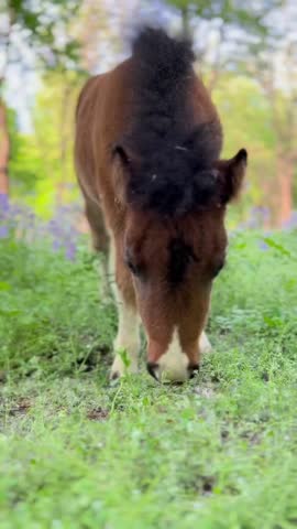 A cute, small miniature horse foal with a brown coat and white markings grazing on fresh green grass in a sunlit outdoor field during the day.