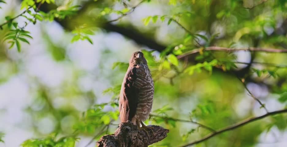 A sharp eyed hawk perched on a tree branch in a lush green forest looking for prey