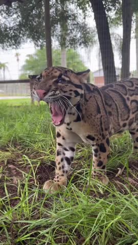 Clouded leopard walking through the green grass in a nature park