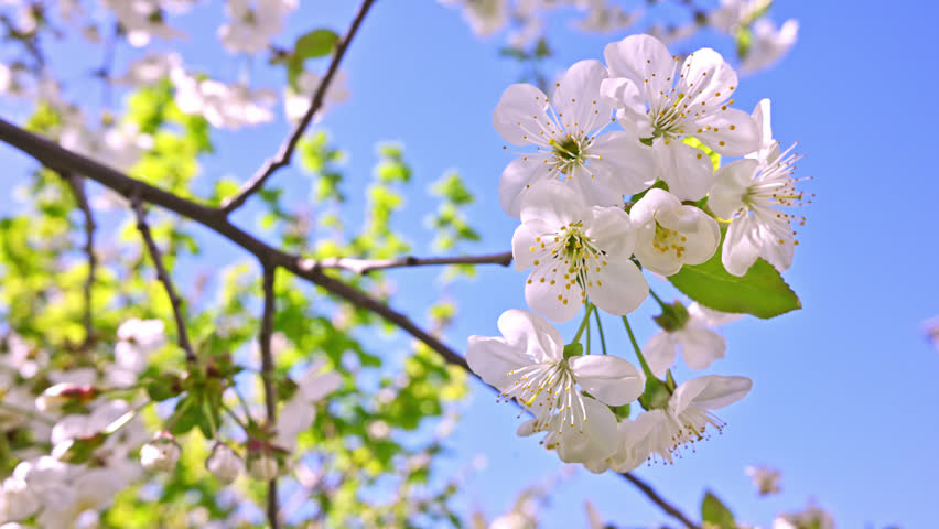 White blossoms bloom on tree branches against blue sky. Fresh green leaves appear among flowers. Sunlight highlights petals and stems. Branches stretch upward toward clear sky