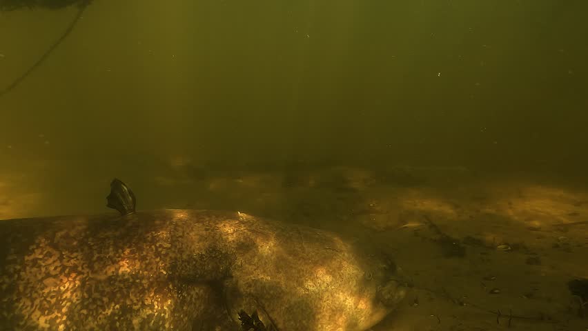 Wels catfish - Silurus glanis - wakes from rest on sandy lake bottom and slowly swims away, its long tail propelling the body in soft zigzag motion.