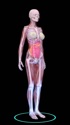 3D rendering of a female human body model
