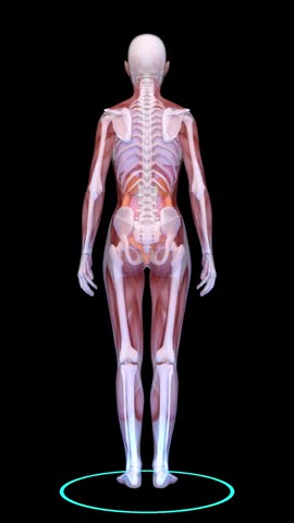3D rendering of a female human body model
