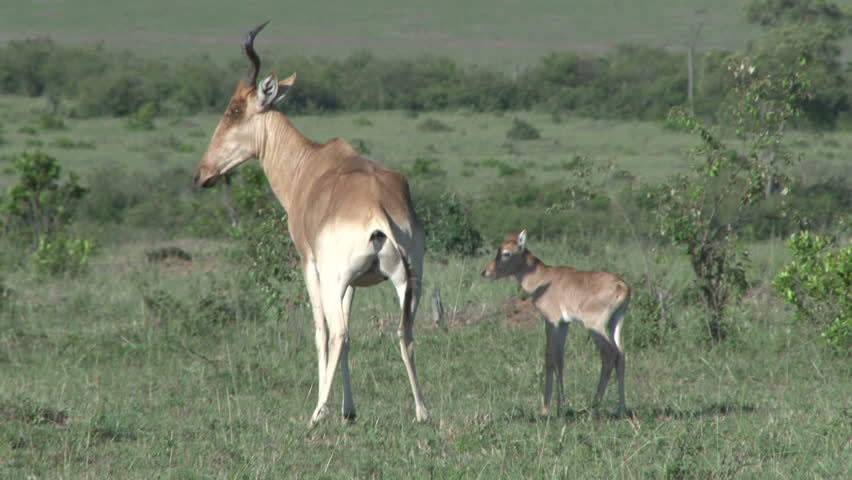 hartebeest and a baby walking