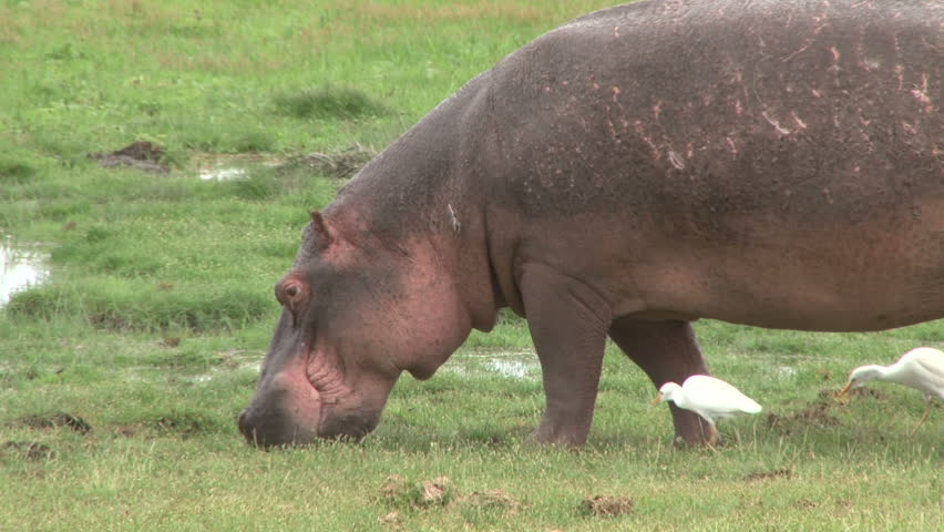 hippo feeding on grass while egrets walk along
