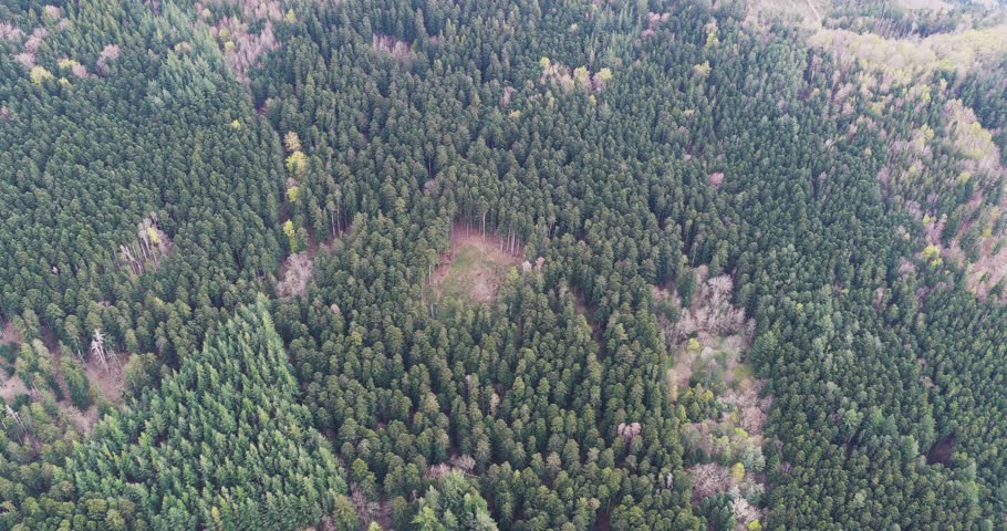 Aerial view of dense evergreen forests with a small clearing and rolling hills in Vallombrosa, Tuscany, Italy.