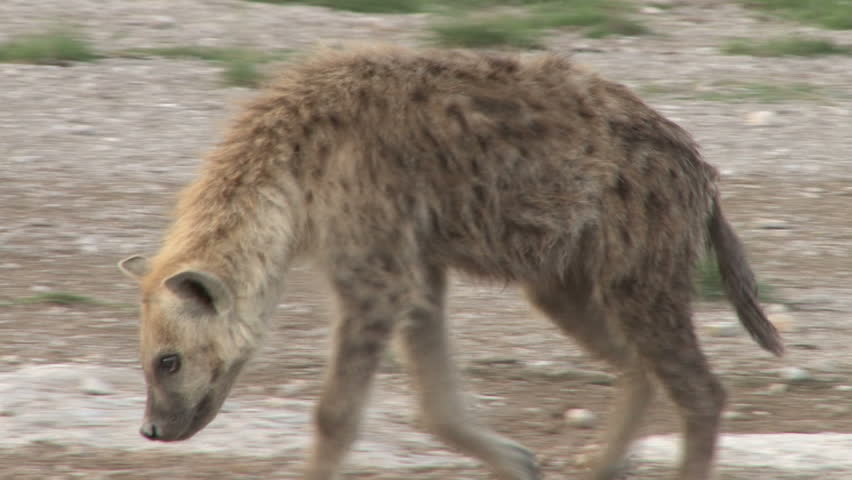 hyena cub inspecting his home