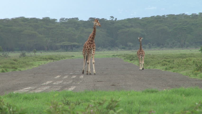 giraffes on a small airstrip in the park