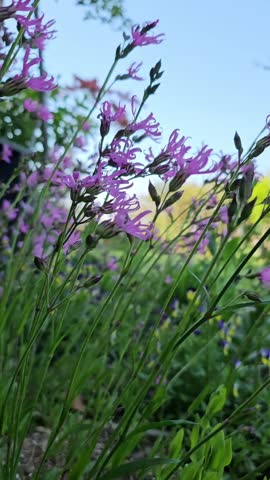 Pink Dianthus flowers gently swaying in the spring breeze.
Close-up of pink evergreen Dianthus flowers swaying gently in the spring breeze. Natural outdoor scene with soft motion, fresh seasonal atmosphere, and vibrant floral colors.