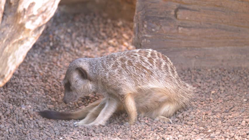 A meerkat sits on small pebbles, alertly scanning its surroundings before walking out of frame