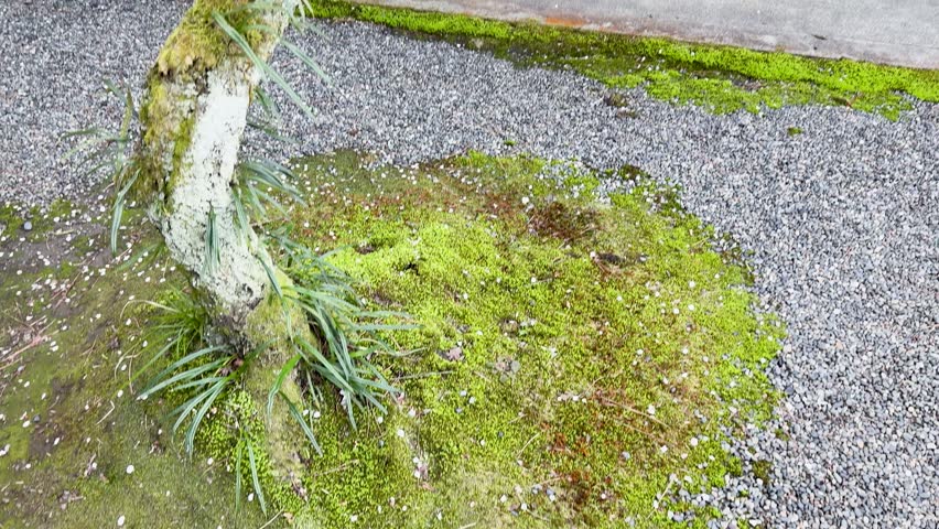 A slow upward tilt reveals a mossy plum tree before a traditional wooden Japanese house
