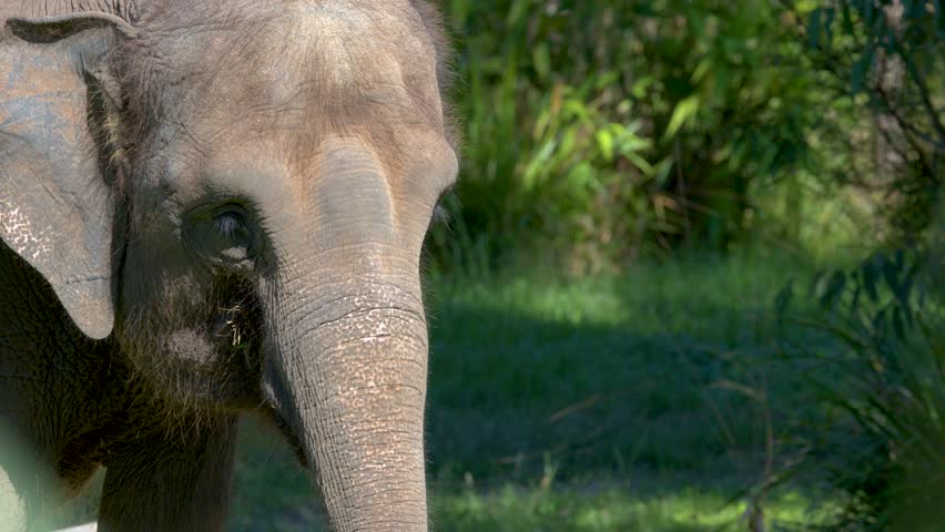 Handheld close up shot of an Asian elephant moving its trunk in bright natural sunlight