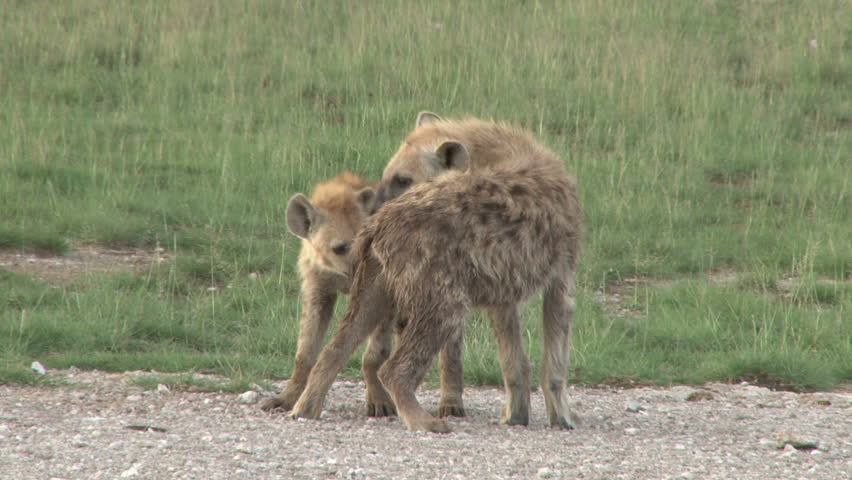 hyena juveniles grooming each other as a greeting.