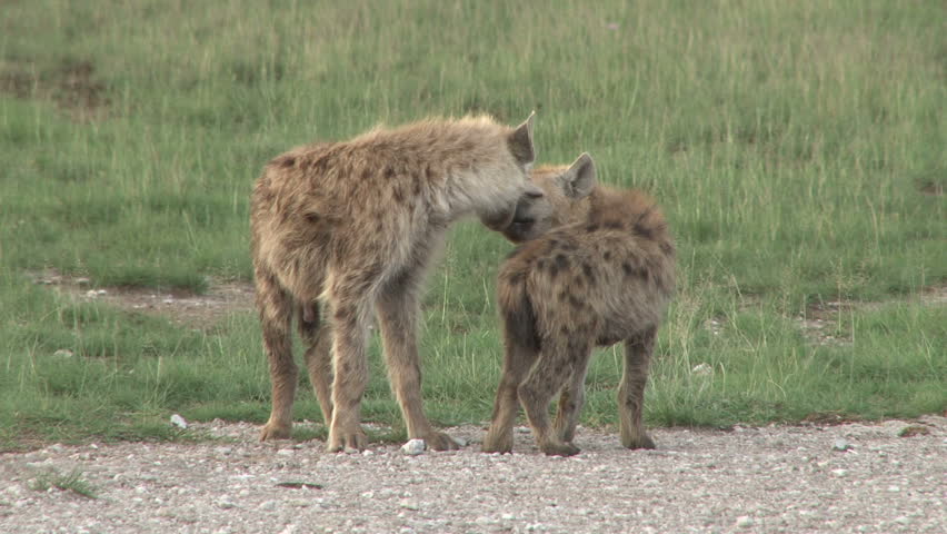 hyena cubs geeting each other by smelling the rear end.