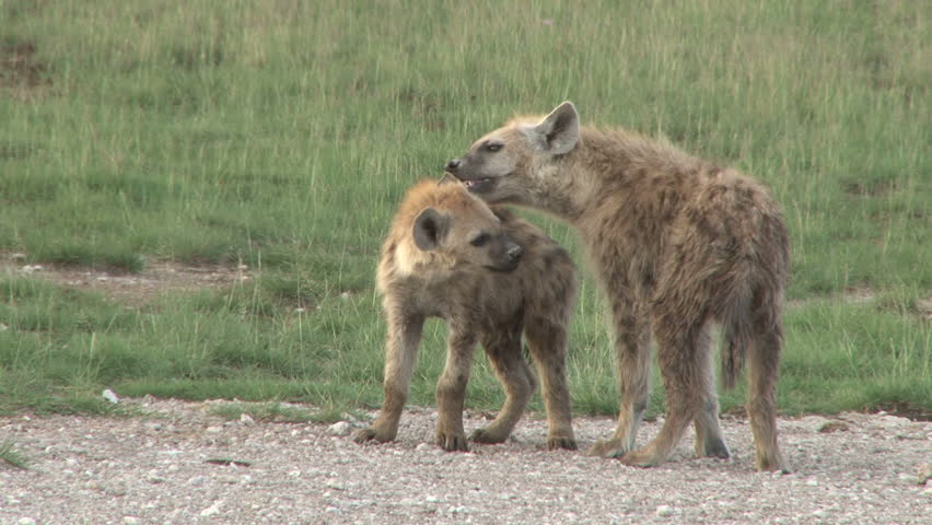 hyena juvenile brothers grooming 