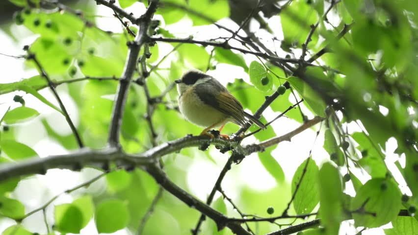 Cute small songbird perching on a tree branch among lush green foliage against a bright natural background