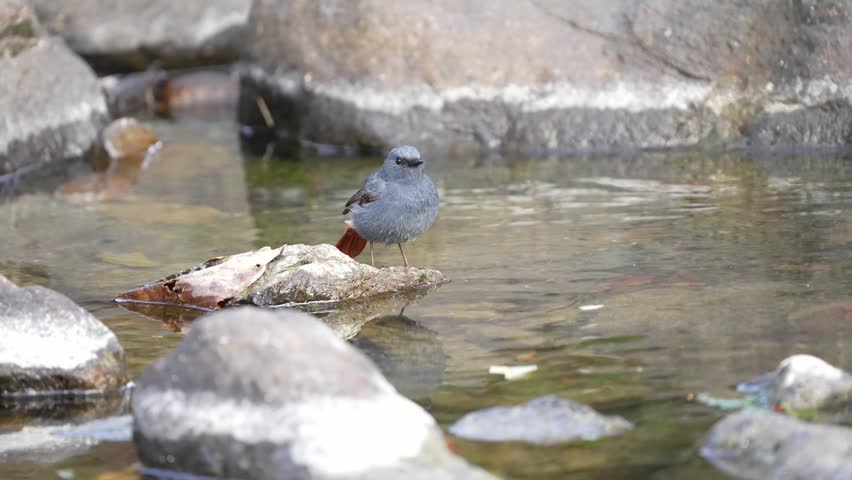 Fluffy male Plumbeous Water Redstart bird standing on a submerged rock in a shallow stream with clear water reflection