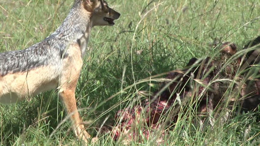 jackal runs away from lion and food