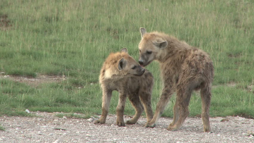hyena juveniles grooming in the morning