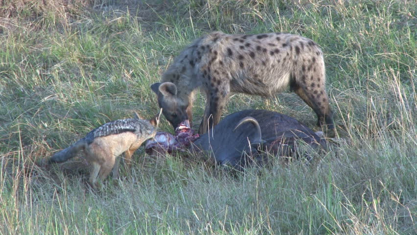hyena shares food with jackal at a kill.