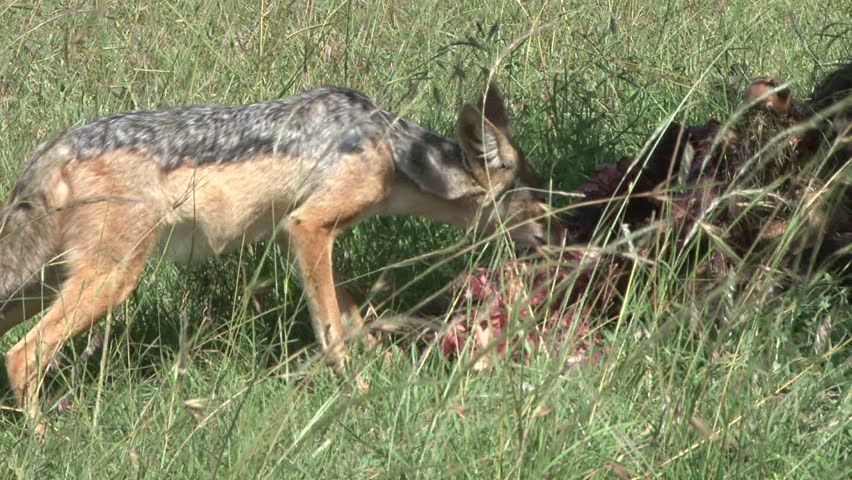 jackal tries to steal food from a lion