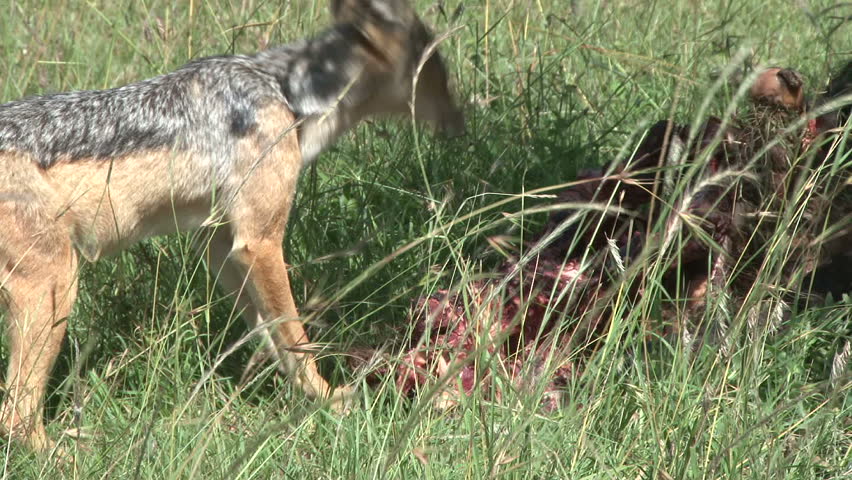 jackal tries to steal food from a sleeping lion