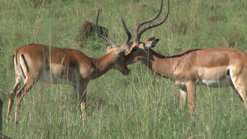 two male impalas play fighting