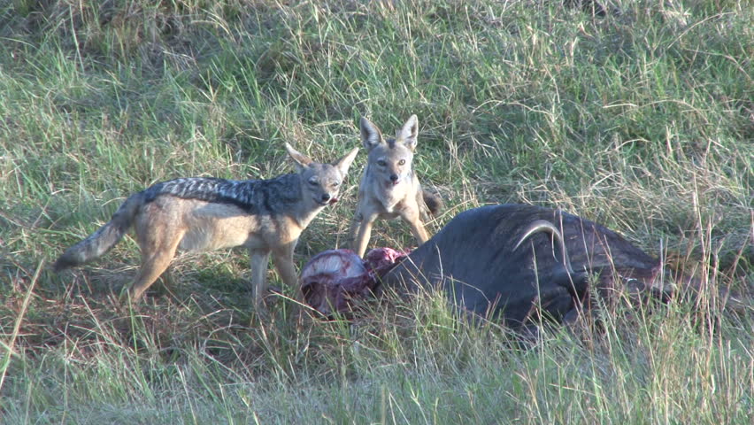 jackals sharing a meal together