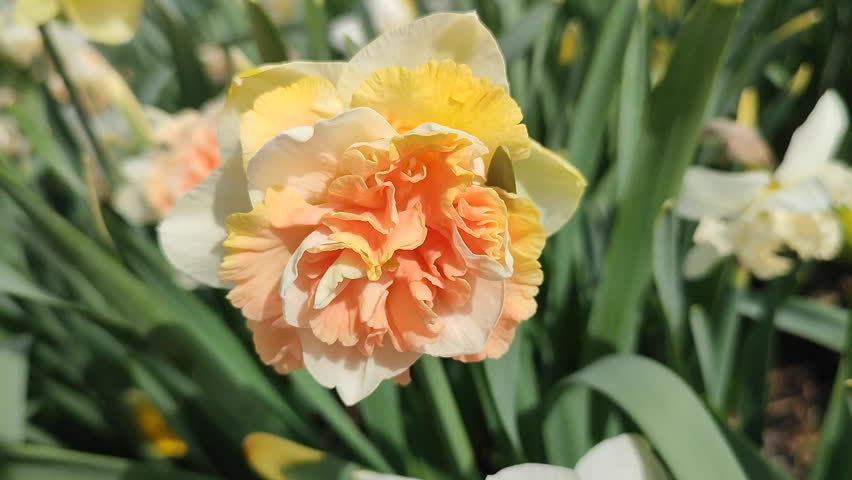 Beautiful blooming flower daffodil Flower Surprise on sunny spring day. Blooming narcissus flower close-up. Blossomed multi-colored flower with petals, stamens and green leaves growing in ground.