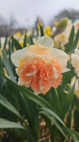 Blooming flower daffodil Flower Surprise on spring day. Blooming narcissus flower close-up. Blossomed multi-colored flower with petals, stamens and green leaves growing in ground. Vertical